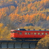 北海道秋のカラマツ