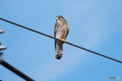 チョウゲンボウ