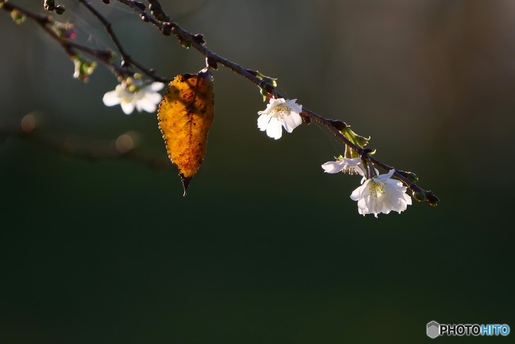 十月桜