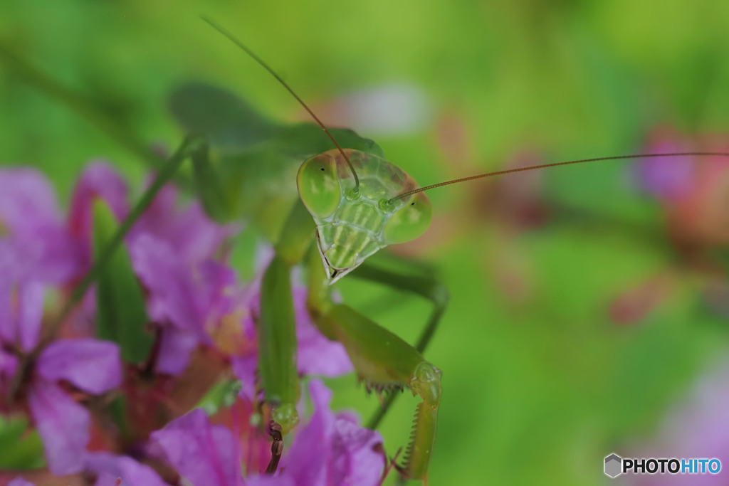 オオカマキリ