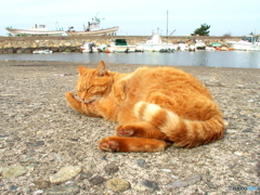 漁港のねこ(1)