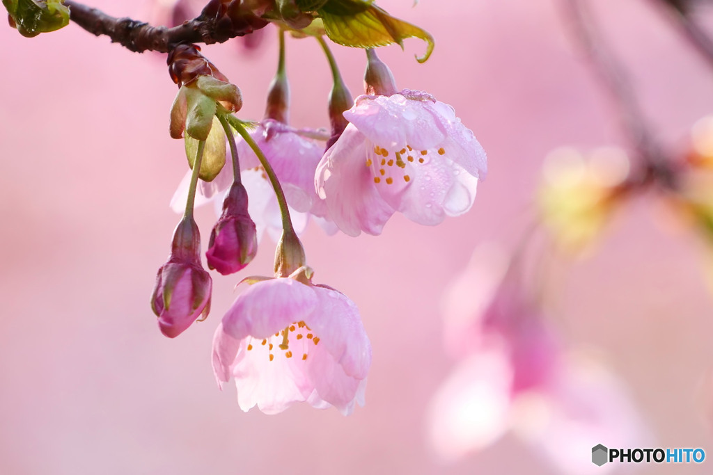 河津桜