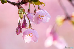 河津桜