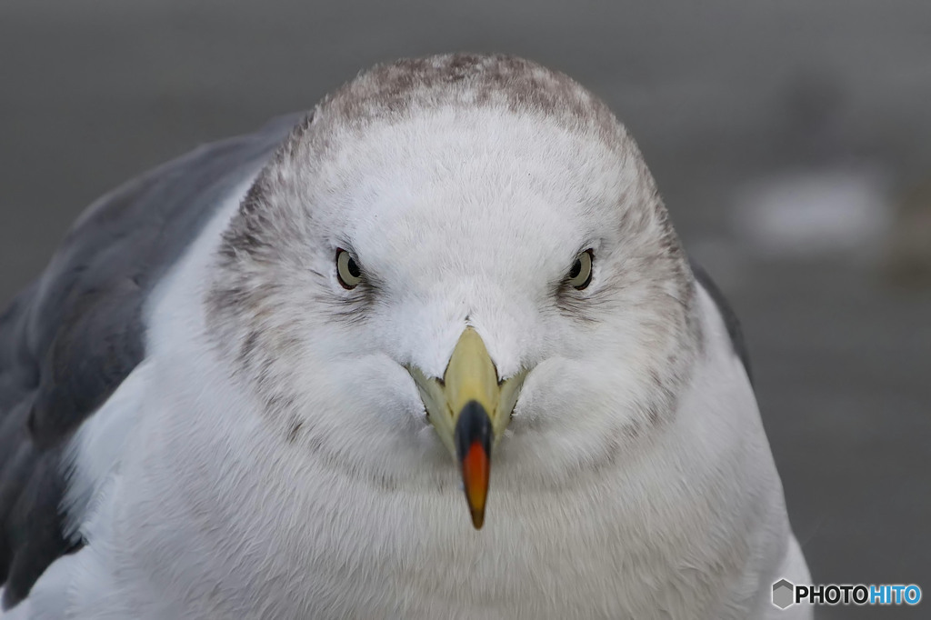 ウミネコ