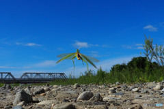 ショウリョウバッタ