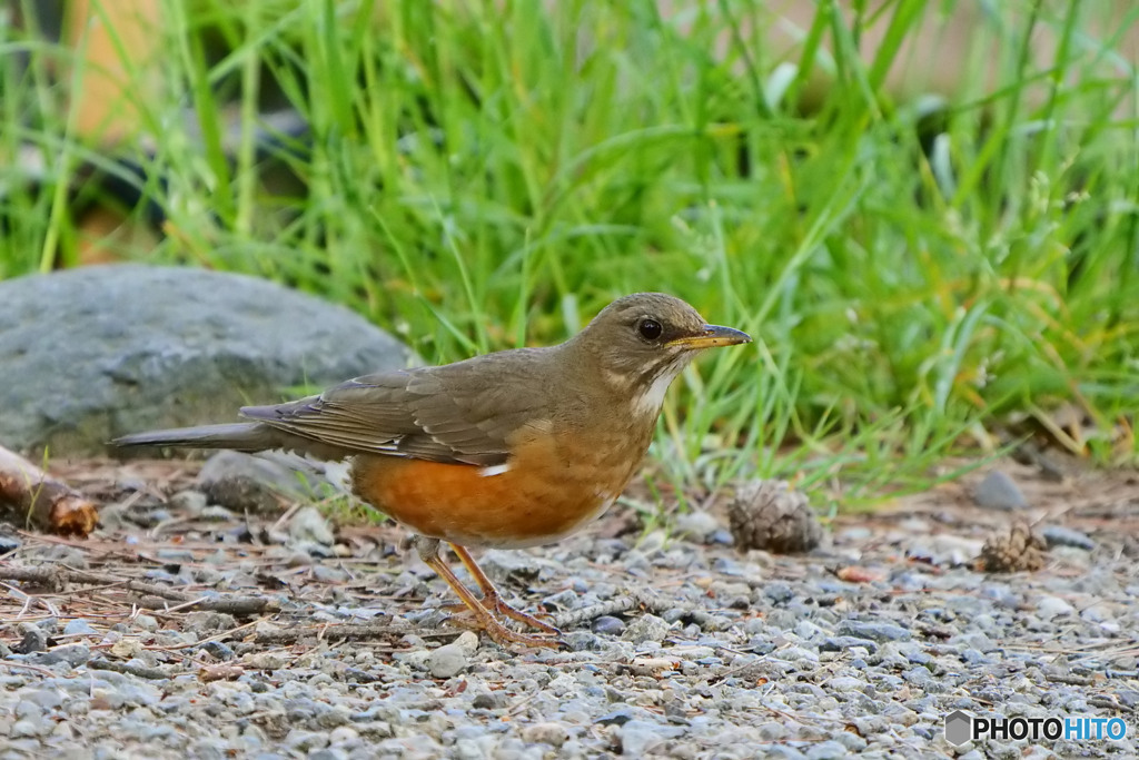 アカハラ