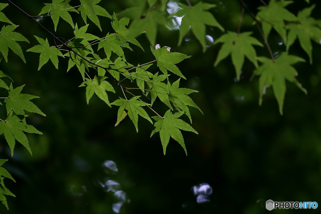 紅葉はまだ