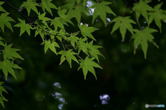 紅葉はまだ