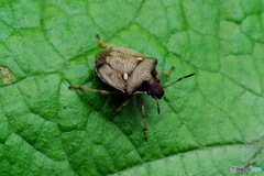 トゲシラホシカメムシ