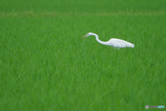 ダイサギ