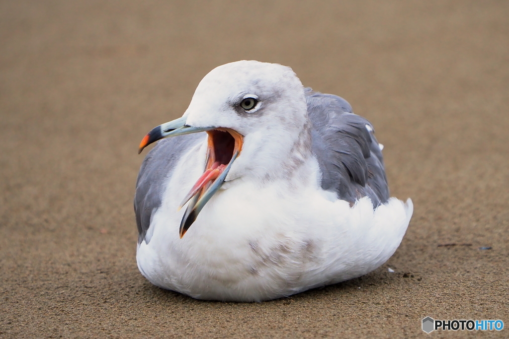 ウミネコ