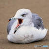 ウミネコ