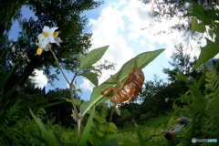 セミの季節が始まっています