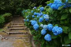 紫陽花の小径