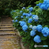 紫陽花の小径