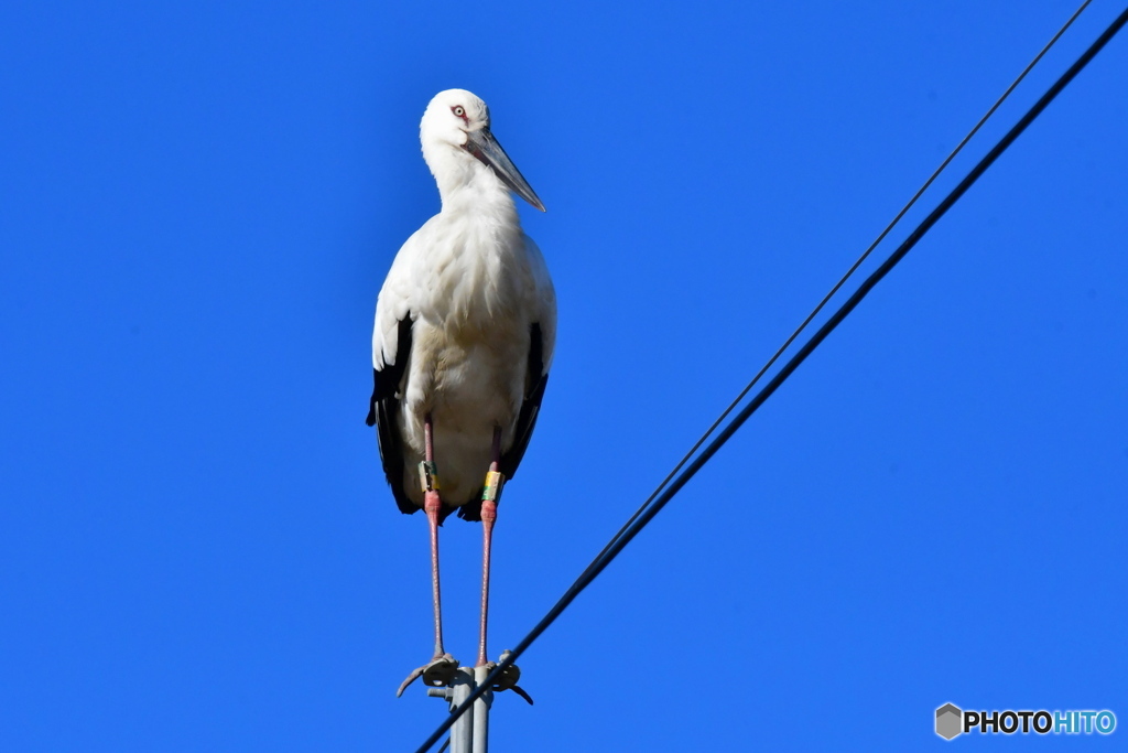 コウノトリ
