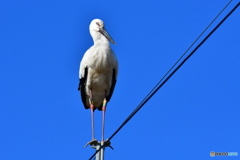 コウノトリ