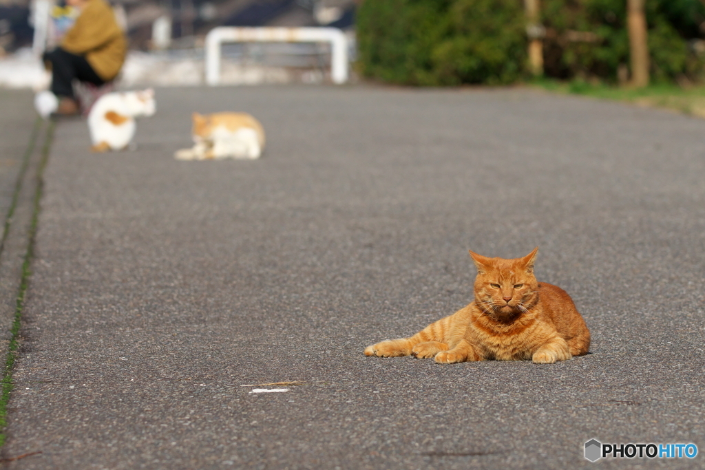 公園の茶とら