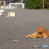 公園の茶とら