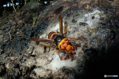 コガタスズメバチ