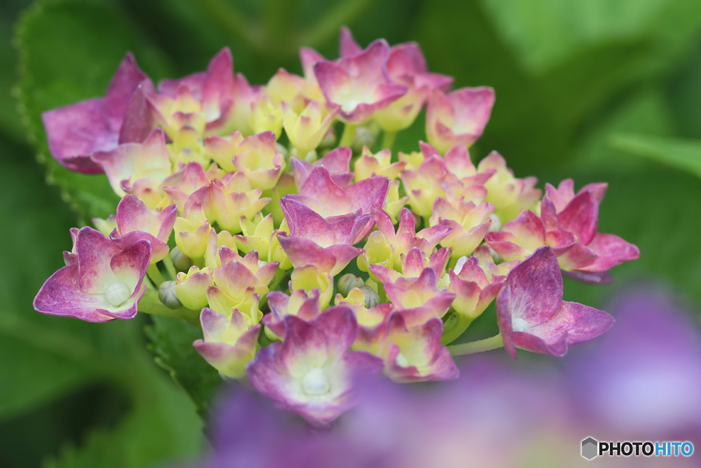紫陽花の頃 1