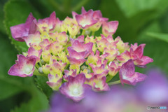 紫陽花の頃 1