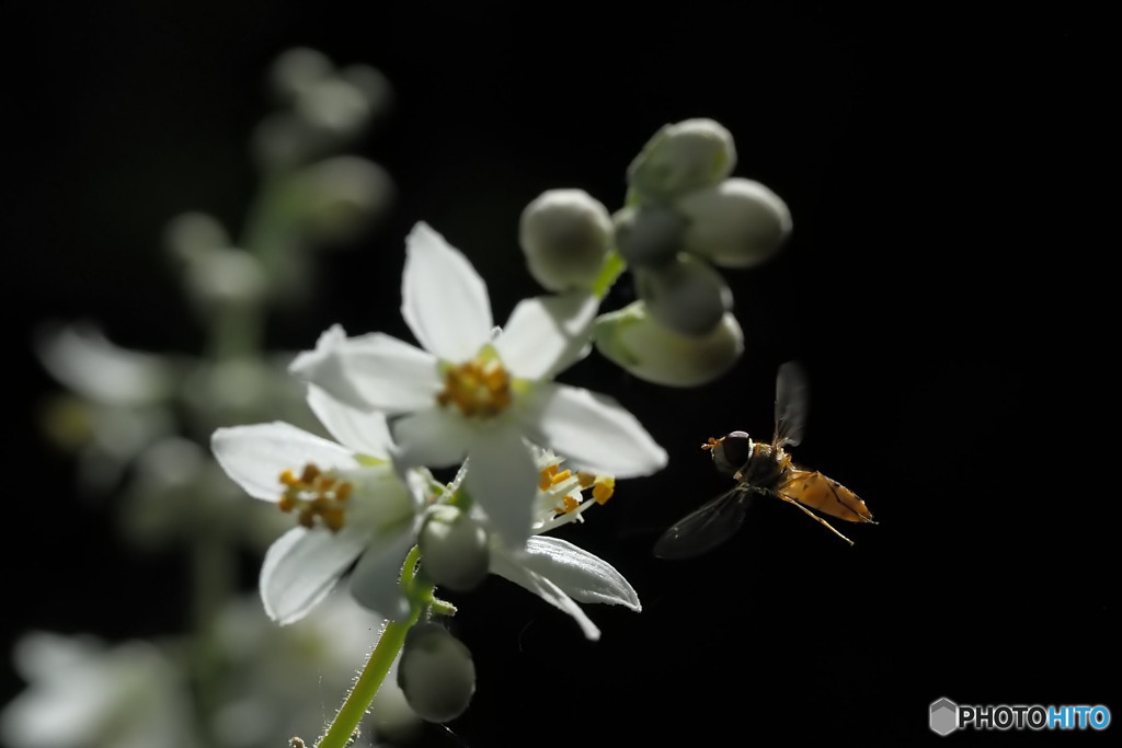 ホソヒラタアブ