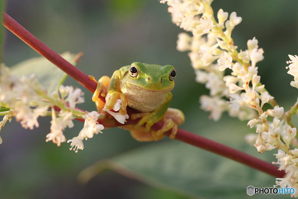 ニホンアマガエル