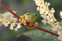 ニホンアマガエル