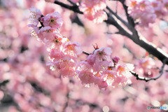 椿寒桜