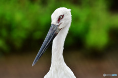 コウノトリ
