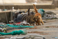 漁港のねこ(3)