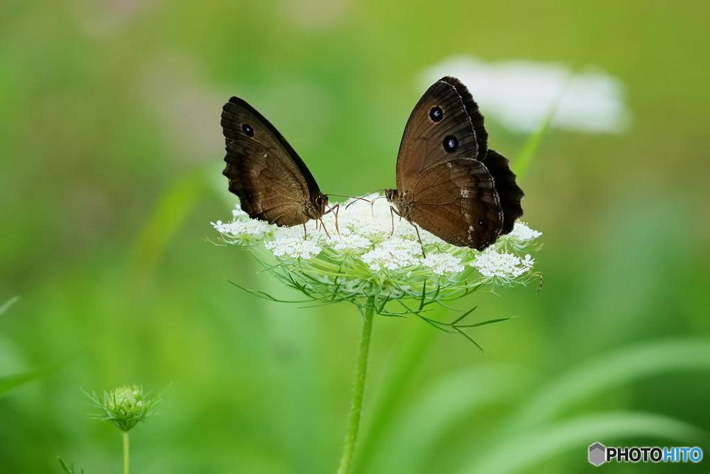 ジャノメチョウ