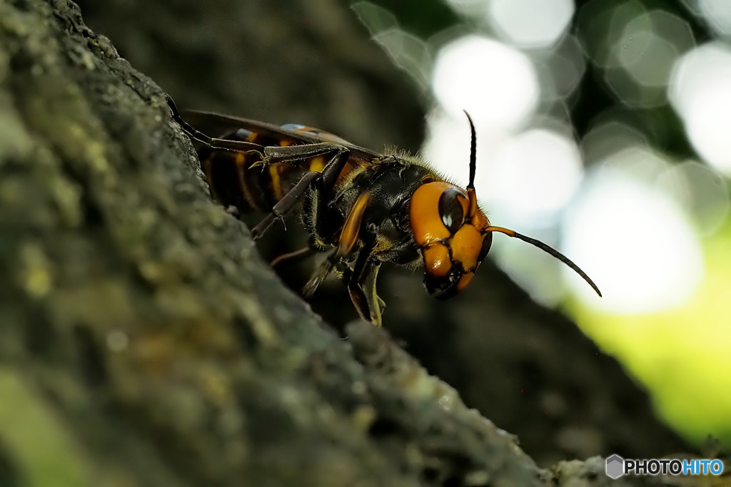 オオスズメバチ