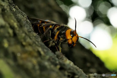 オオスズメバチ