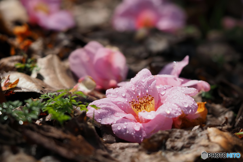落花