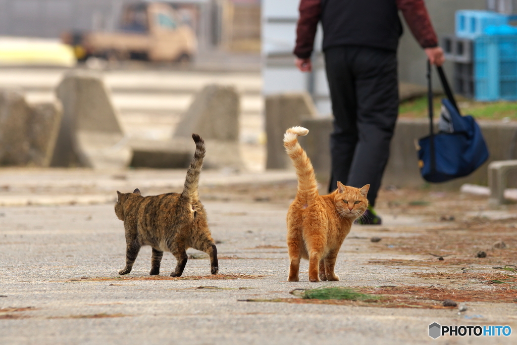 漁港のねこ(4)