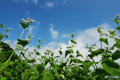 そば花の季節