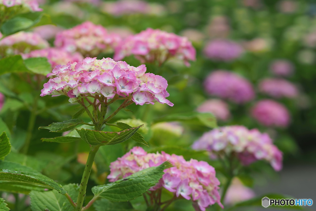 紫陽花の頃 3