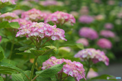 紫陽花の頃 3