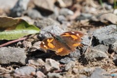 テングチョウ