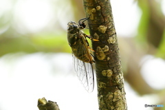 スジアカクマゼミ