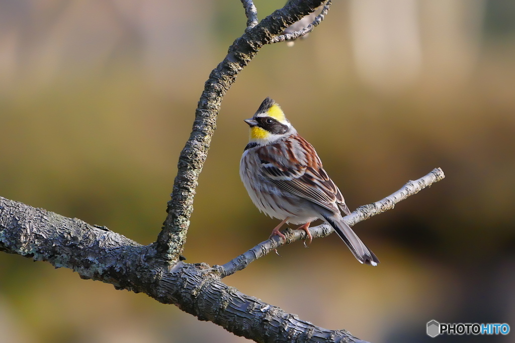 ミヤマホオジロ