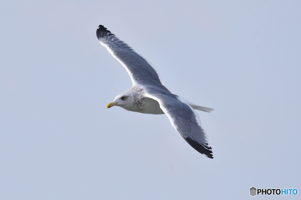 オオセグロカモメ