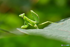 ハラビロカマキリ（幼虫）
