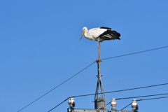 コウノトリ