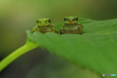 ニホンアマガエル