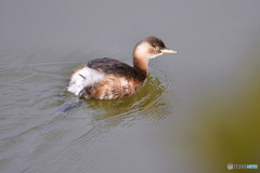 おしりふわふわ