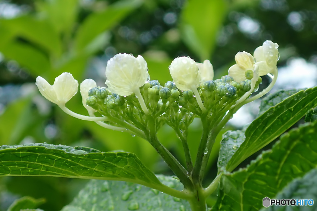 紫陽花