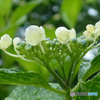 紫陽花